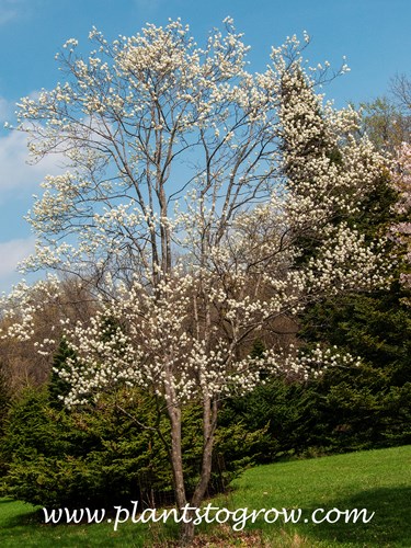 Spring Glory Serviceberry (Amelanchier canadensis)
(end of May)